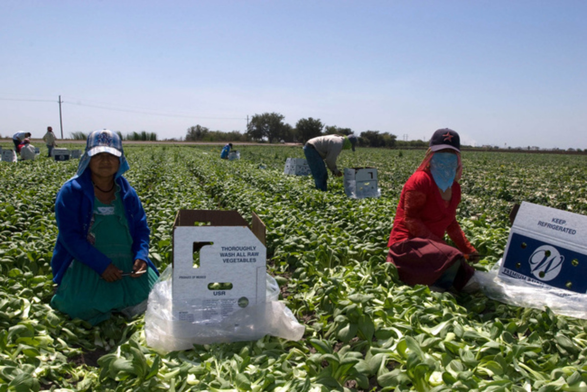 Denuncian trabajadores agrícolas mexicanos abusos laborales en ...